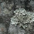 In cosa è composto il lichene?
