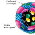 Colesterolo LDL HDL: interpretazione normale dell'aumento Lipidi ad alta densità 1