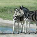 Nyfiken fakta om zebror