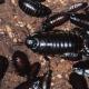Cum să scapi de gândaci negri: caracteristici ale distrugerii independente și profesionale