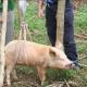 Medelvikten för en gris under hela dess liv Hur mycket väger en gris vid 6 månader