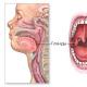 口蓋扁桃のすべて口蓋扁桃の位置