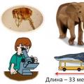 Biologie la Liceu.  Principalele tipuri de animale.  Tipuri de animale: clasificare Structura și diversitatea animalelor