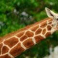 Varför drömmer du om en giraff Varför drömmer du om en giraff