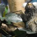 Primate marmoset - maimuțe